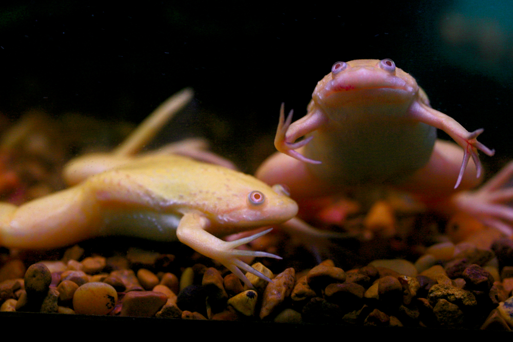 Frogs being studied for Altrazine effects
