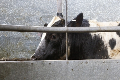Cow encased in a cage on a large industrial farm