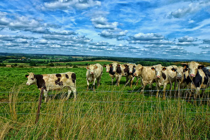 Cows grazing in a field on a farm