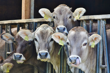 Several tagged cows in a CAFO farm
