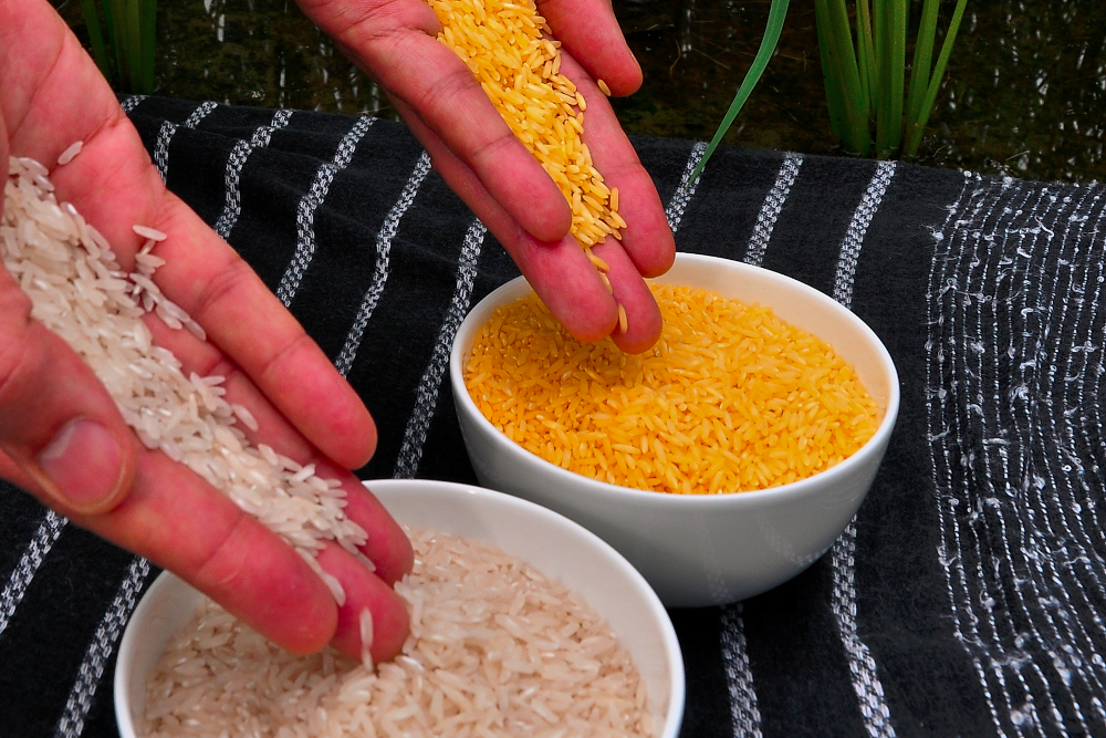 GMO rice compared to non-GMO rice