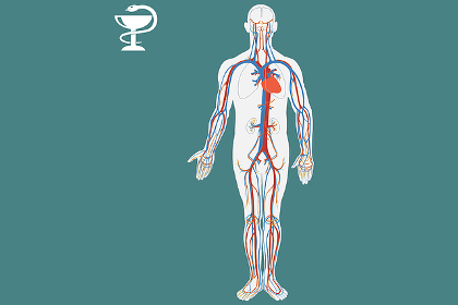 Animated medical representation of the circulatory system