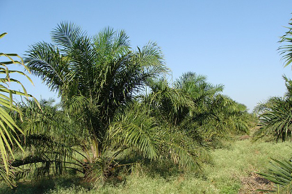 Oil palm tree plantation