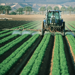 Farmer spraying from a tractor among crop rows