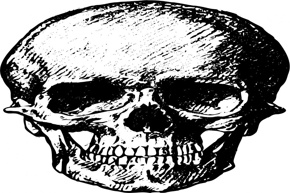 Human skull illustration