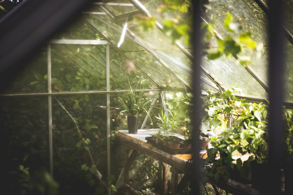 Sun shining through greenhouse windows on many potted plants