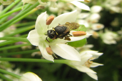 Masked bee on Allium