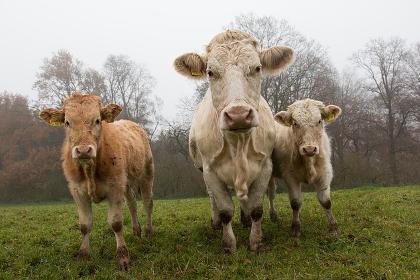 Cows grazing in a field on a foggy farm