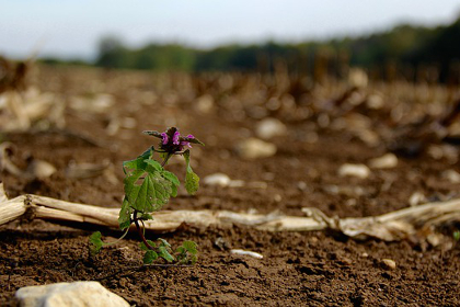 Purple flower growing out of sparse soil