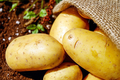 Potatoes in a burlap sack