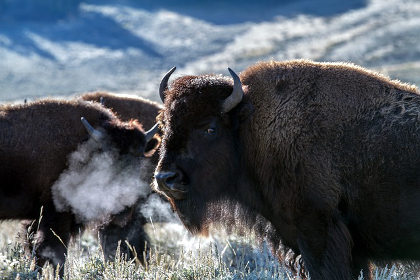 Herd of water buffalo in Yellowstone National Park
