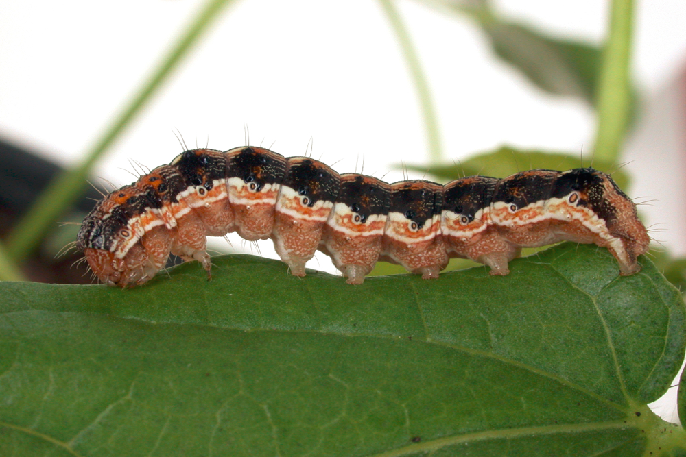 Helicoverpa armigera moth larvae eating a leaf