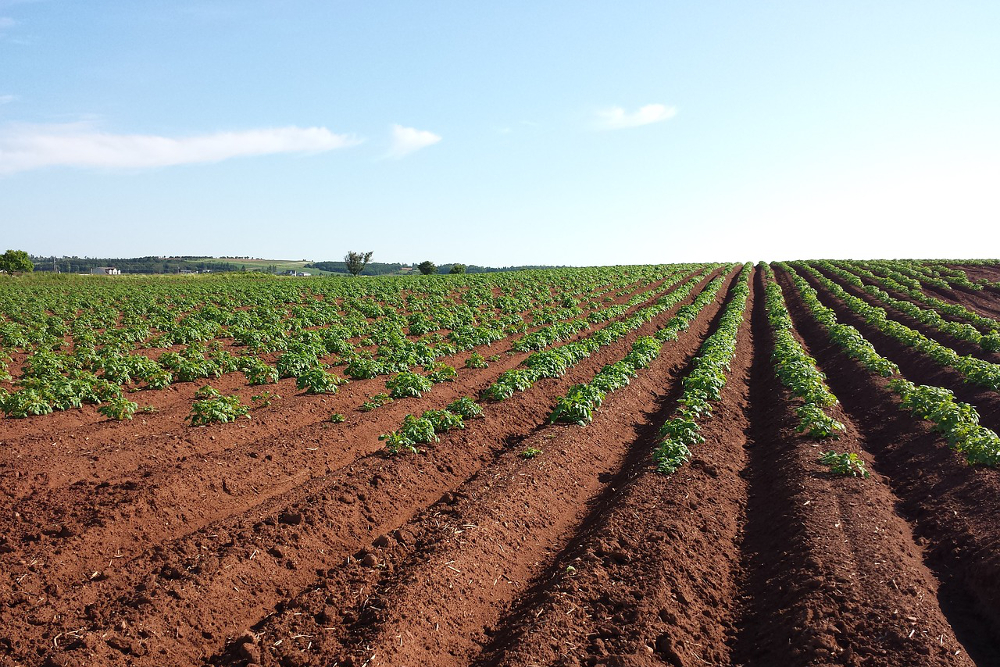 Potato plants in rows on a farm field