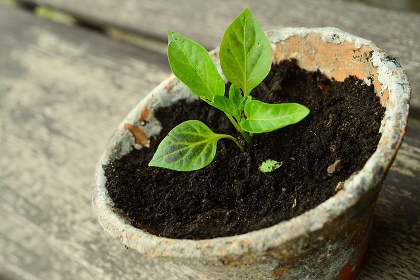 Seedling growing out of a small pot of soil
