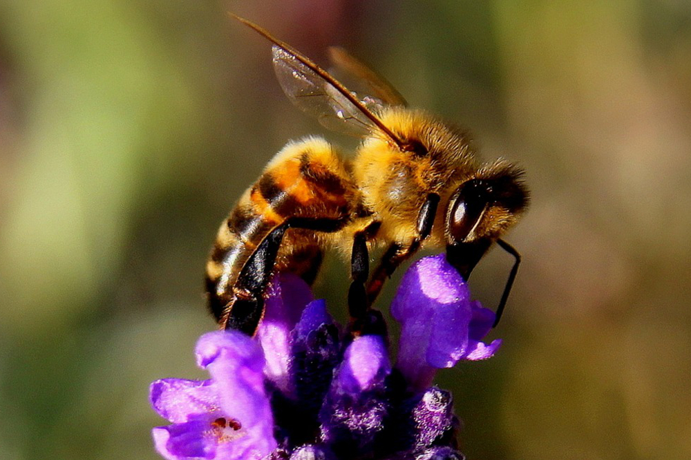 Close up of a honey bee on a single purple flower