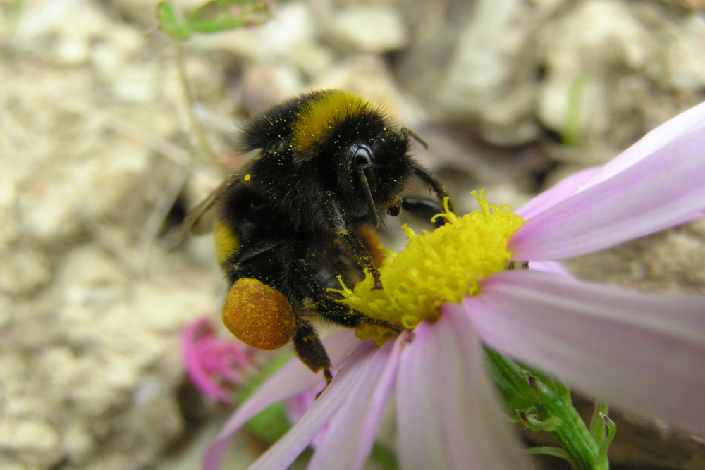 Bumblebe gathering pollen