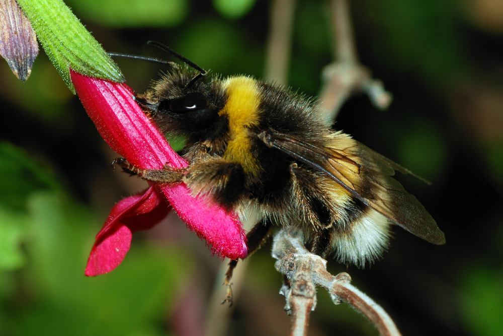 Rusty patch bumble bee on a fuchsia flower