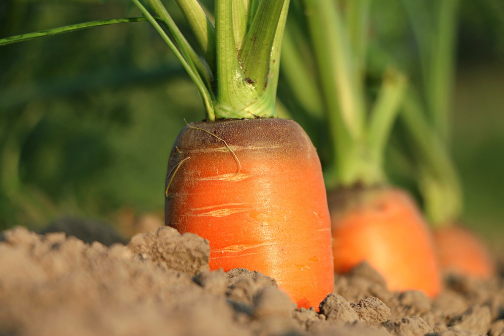 Row of carrots on a farm growing up out of the soil
