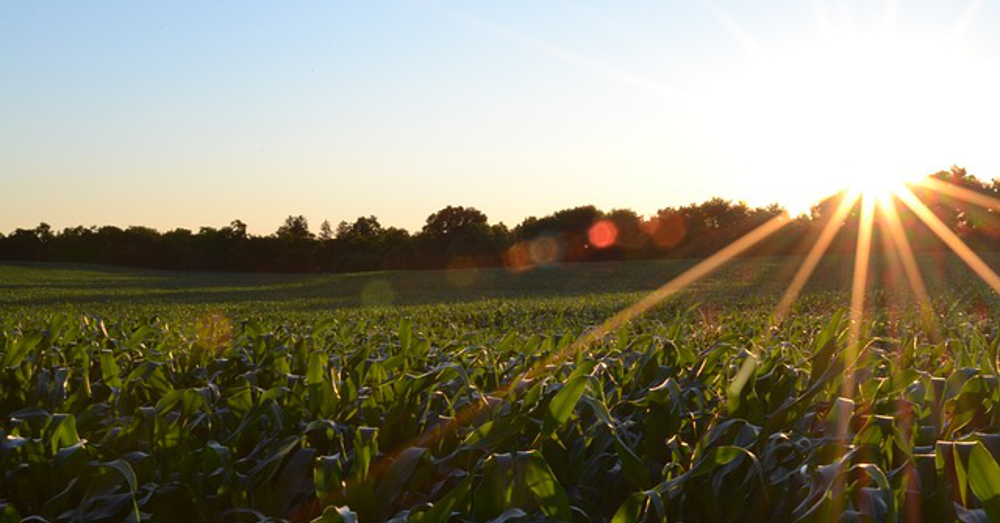 Corn crop field on a farm at sunset