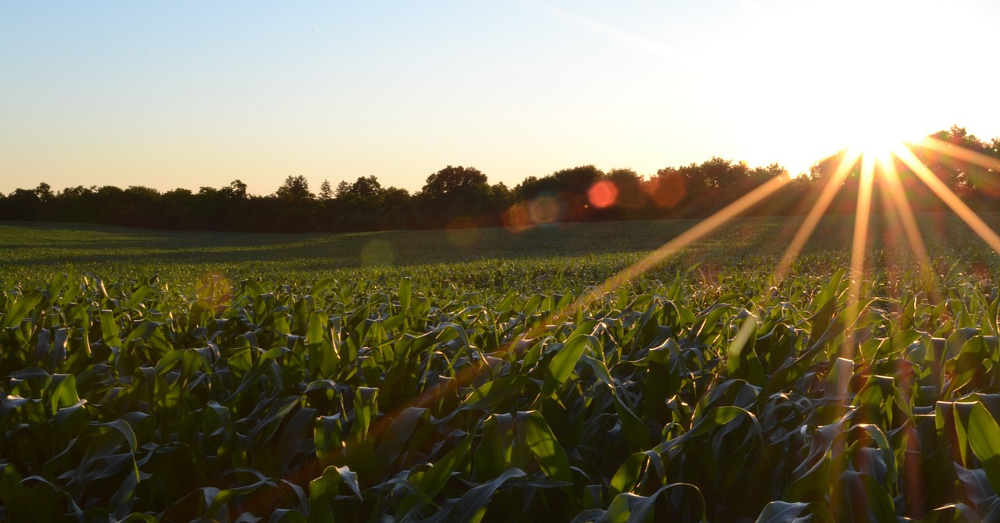 An agricultural corn crop field on a farm at sunset
