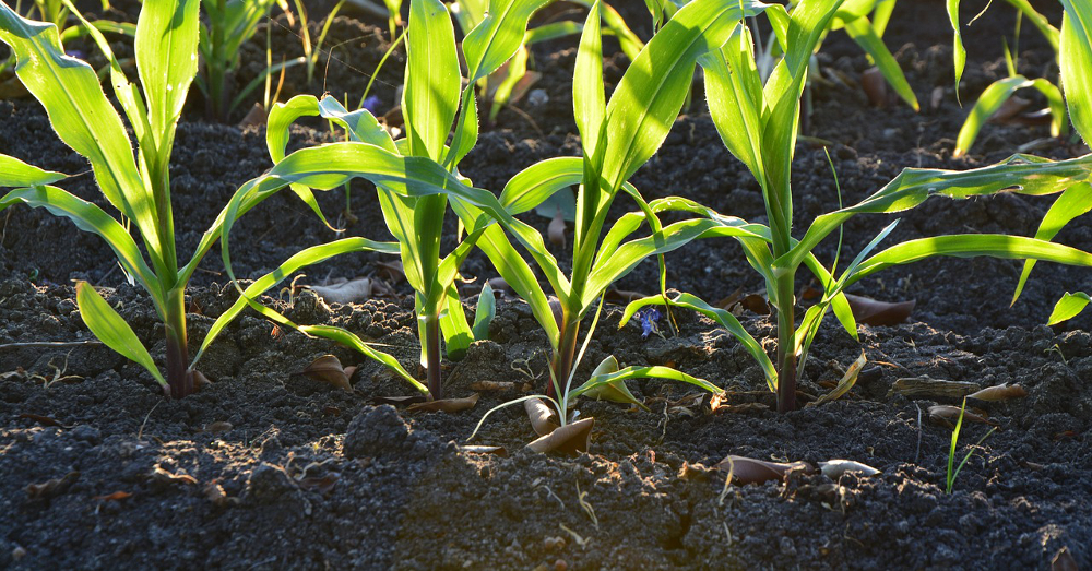 Crop row of corn seedlings growing out of the soil