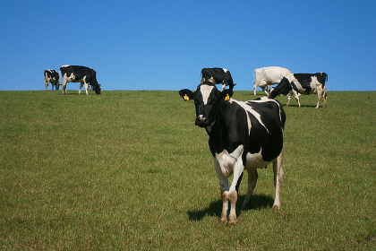 Herd of cows grazing on grass in a farm field