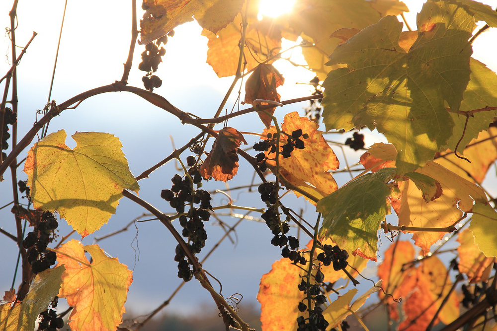 Grapes, vines and leaves in autumn sunlight