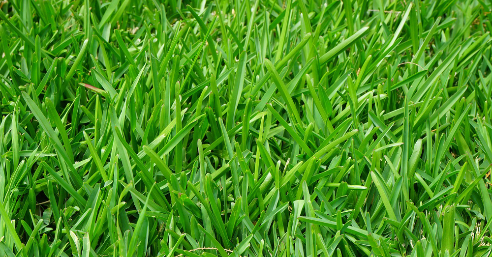 Green lawn of grass