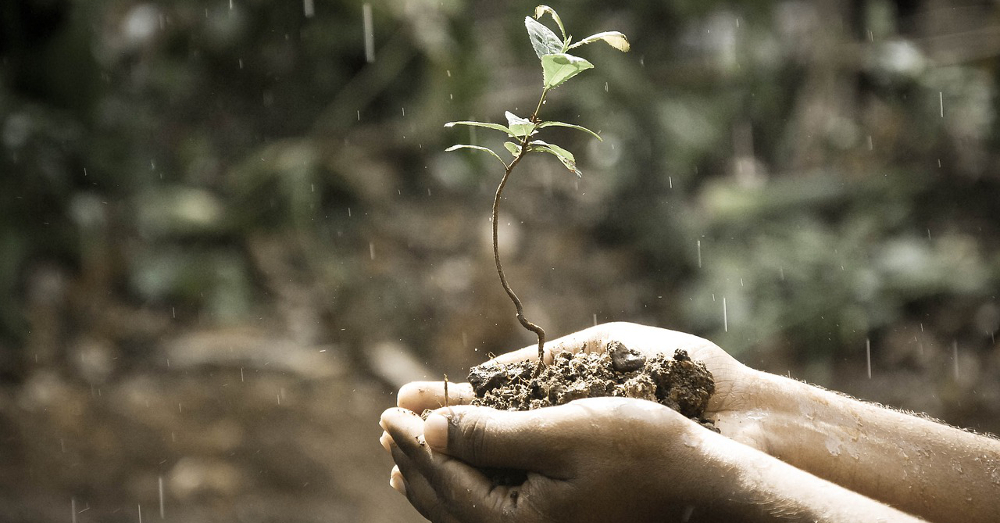 Hands holding soil and a seedling in the rain