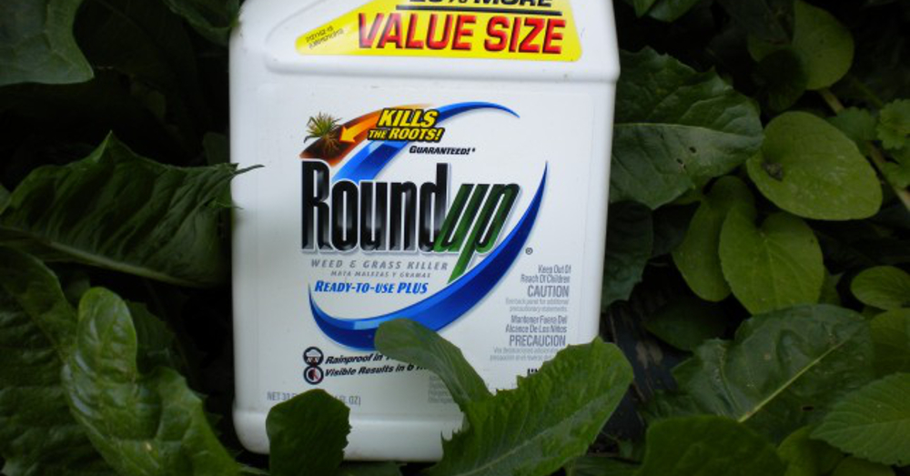 Monsanto's glyphosate herbicide, RoundUp