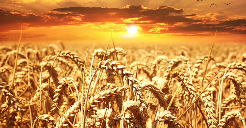 Agricultural wheat field at sunset