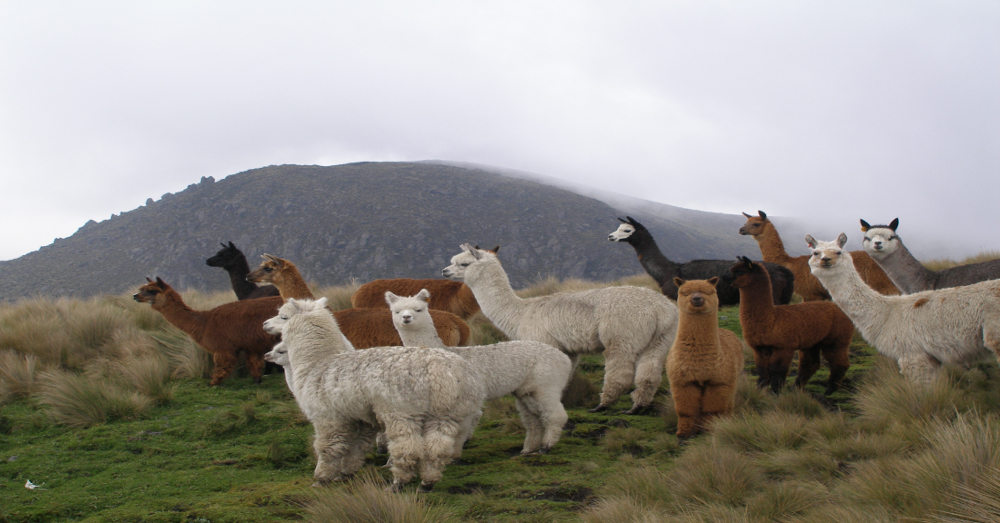 Alpacas with a beautiful view of fog rolling over the nearby hills