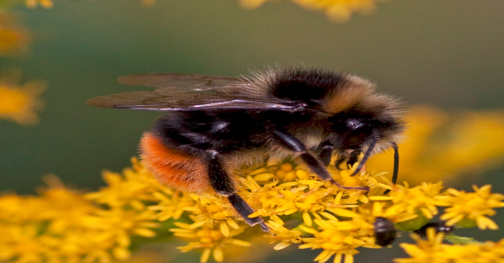 Bumblebee gathering pollen