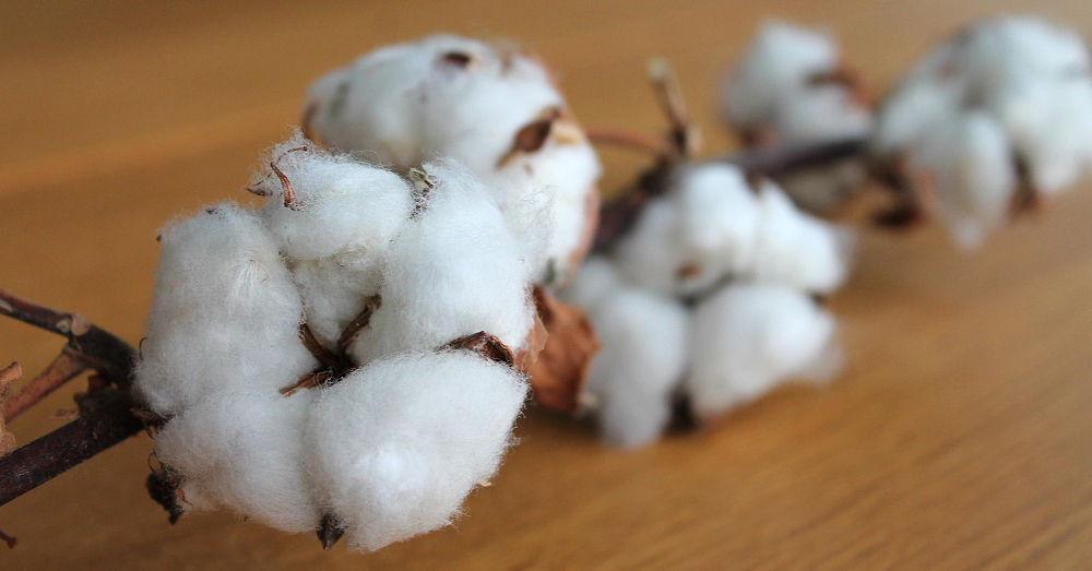 Single branch of cotton with buds