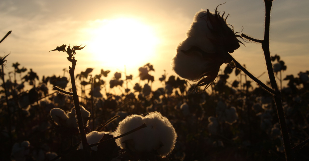 Cotton flower buds in a field at sunset