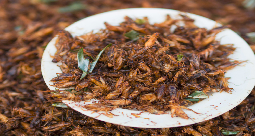 Crickets on a plate served for lunch