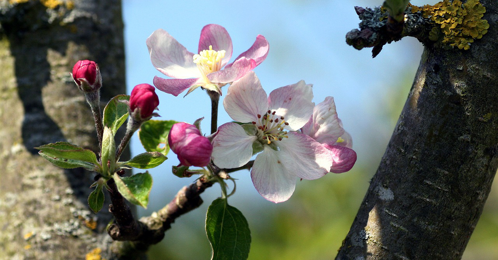 Blossoms blooming on an apple tree