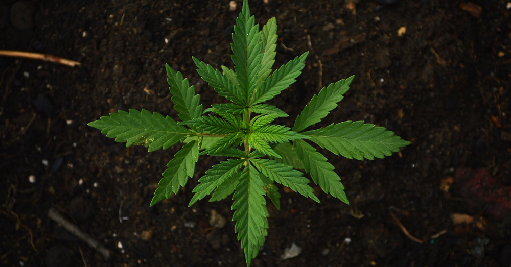 Green marijuana plant growing out of the soil