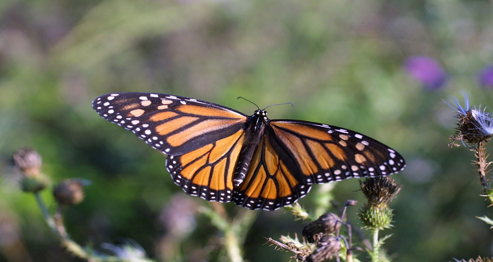 Monarch Butterfly landing on a flower