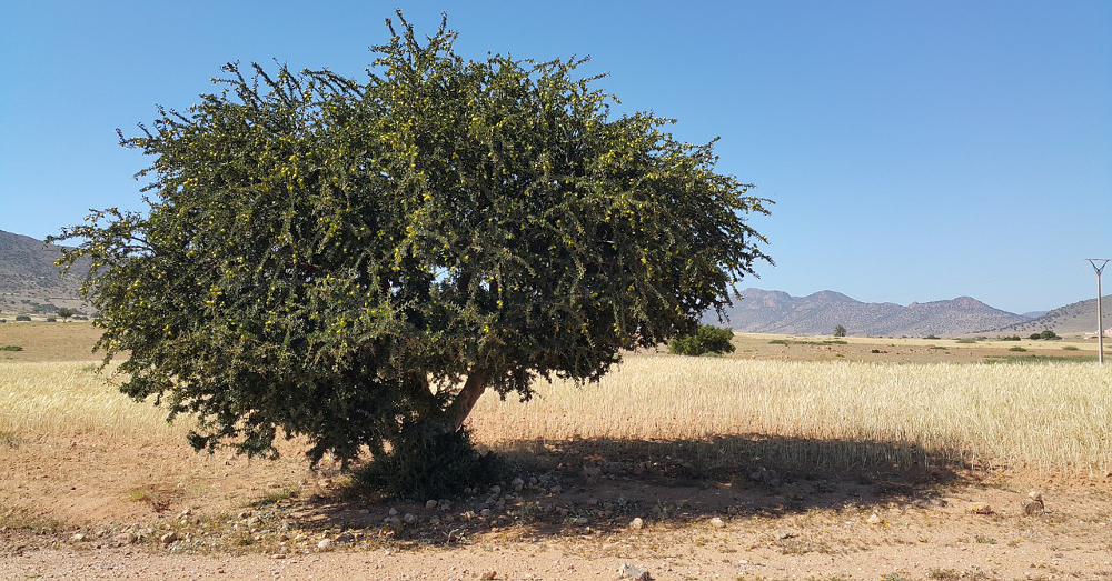 An argan tree in Moroccan desert