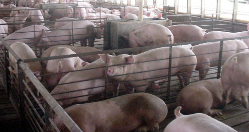 Cafo pigs in a Cafo farm