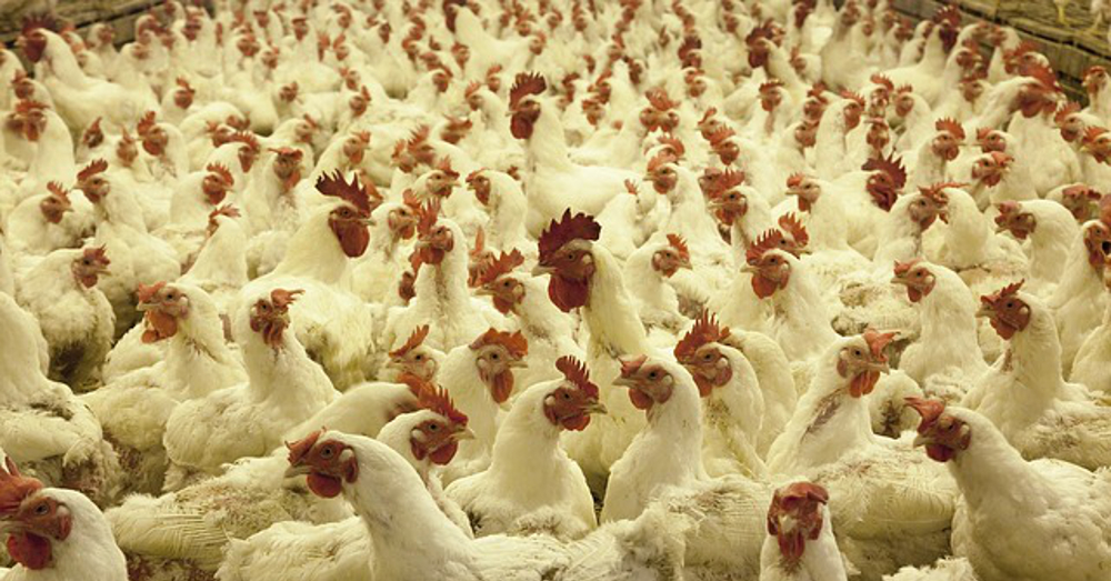 Massive amount of white feathered chickens in a small CAFO operation