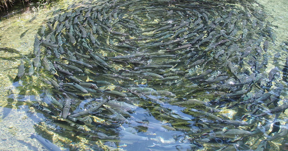 Fish swimming in a pond at a fish farm