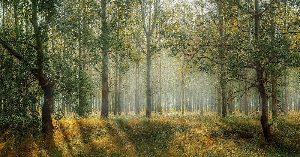 Sunlight filtering through the branches and leaves of trees in a forest