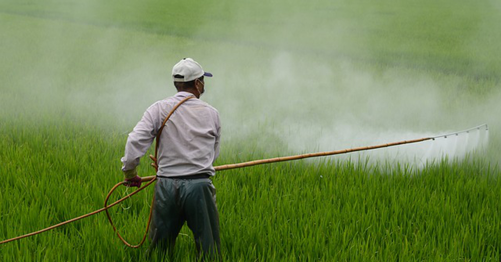 Farmer in a rice field spraying an herbicide