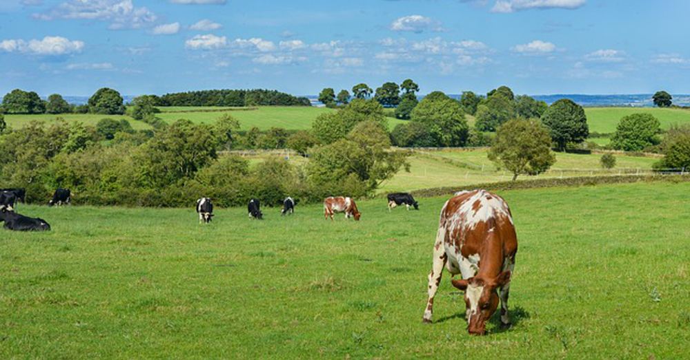 Cows grazing on a sunny farm field