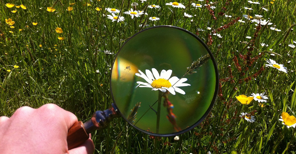 Meadow full of wildflowers being magnified by a magnifying glass