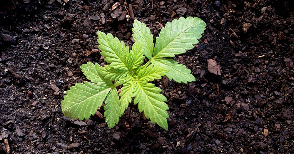 Green marijuana plant in a bed of soil