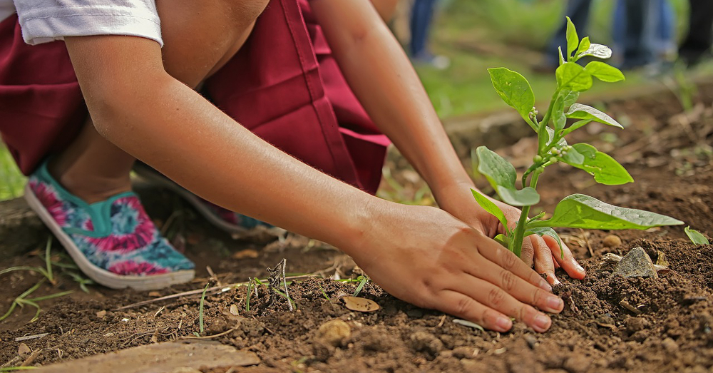 Child planting a young plant in the soil