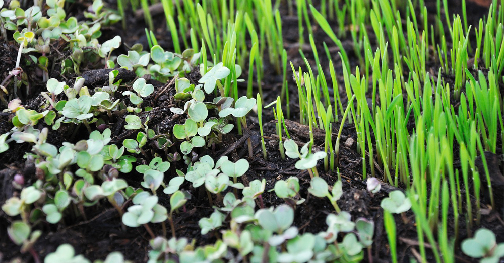 Green sprouts and microgreens growing in a pot of soil